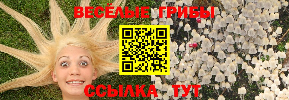 Псилоцибиновые грибы GOLDEN TEACHER Нарткала